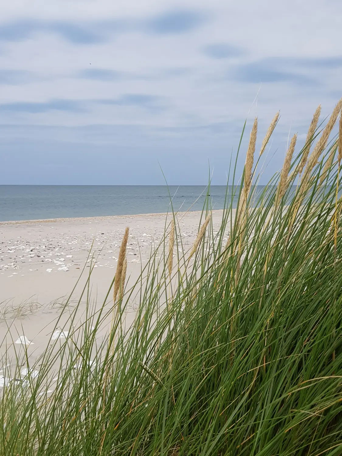 Blick durch das Strandgras über das Kattegatmeer von ganzheitliches Schmerzcoaching