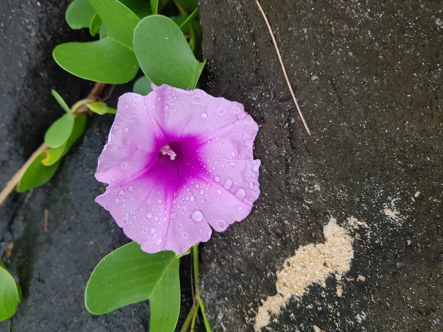 Blume von ganzheitliches Schmerzcoaching